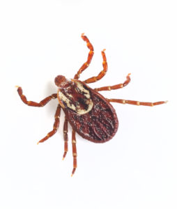 Identifying Ticks on Long Island NY | East End Tick Control