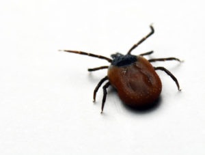 Tick Spraying by East End Tick Control®