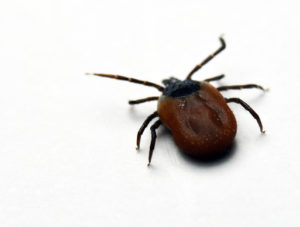 Aquebogue Tick Spraying