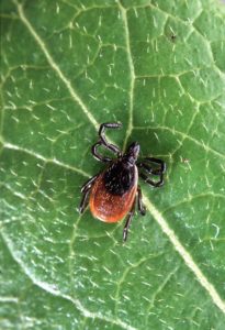 East-End-Tick-Control-Wading-River