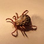 Tick Control From East End Tick Control®