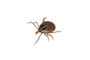 East End Tick Control parasite