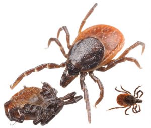 Tick Control and Mosquito spraying by East End Tick Control®