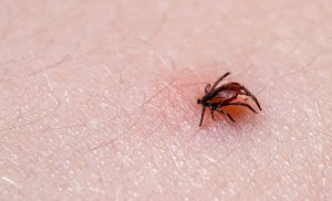 Long Island Tick Information