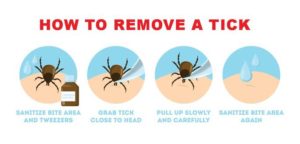 Cartoon graphic of a tick being removed from someone's skin.