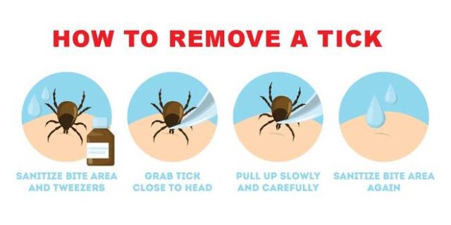 Cartoon graphic of a tick being removed from someone's skin.