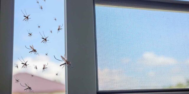 mosquitos on screen