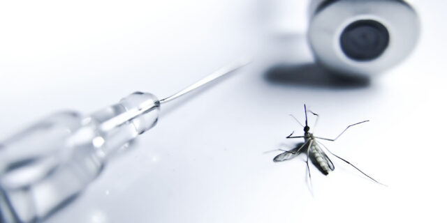 Dead mosquito next to malaria needle
