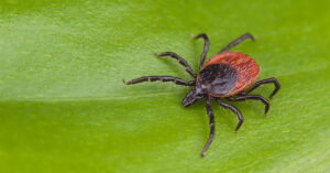 closeup tick