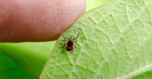 Tick on leaf