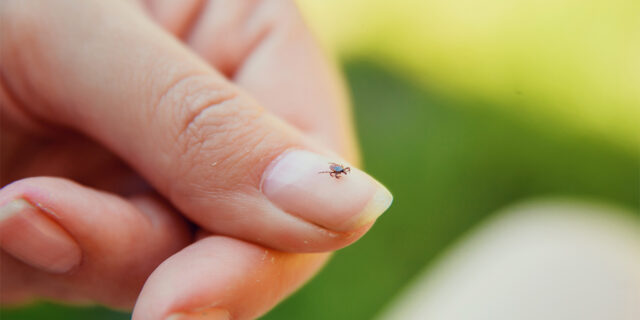 Tick on fingernail