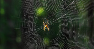 Spider in web