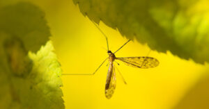 Mosquito between leaves