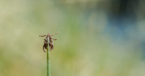 Tick on a blade of grass