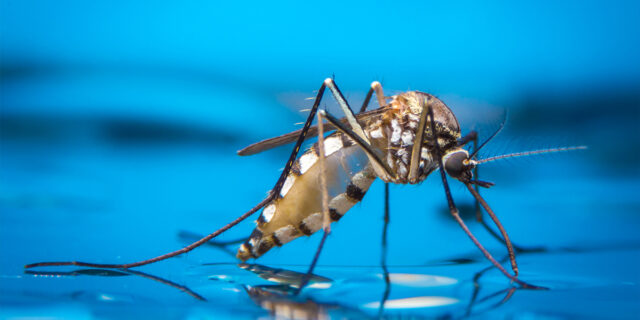 Mosquito close up