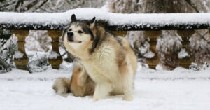 Dog scratching in the snow