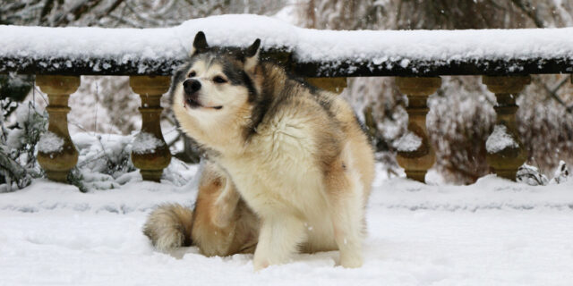 Dog scratching in the snow