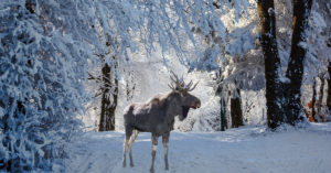 Moose in a snowy forest
