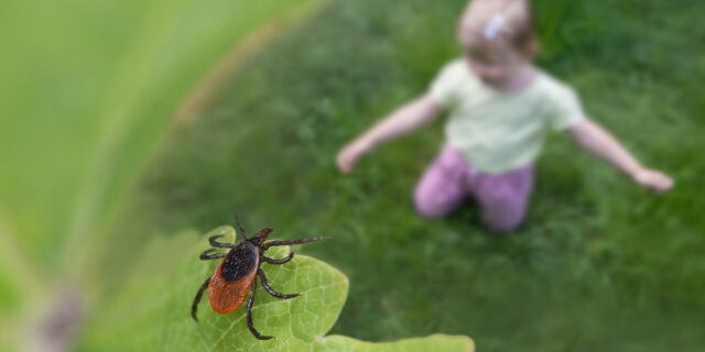 Tick on leaf above child in yard.