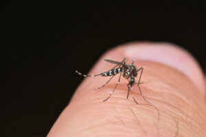 Asian tiger mosquito on finger