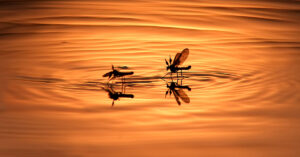 mosquitoes on water