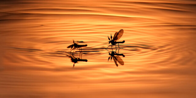 mosquitoes on water