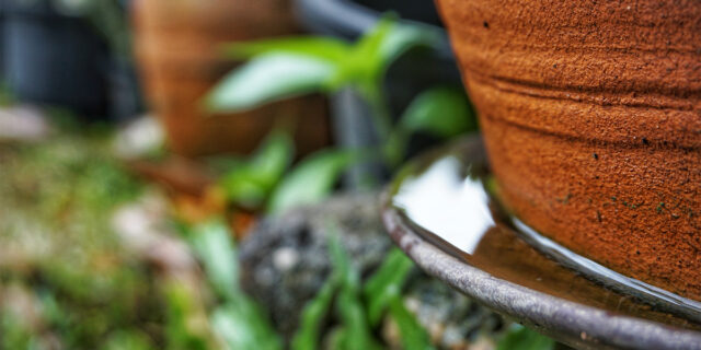 Standing water in a flower pot