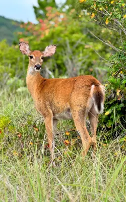 deer in sunken meadow state park in suffolk county, long island