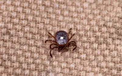 close up of a lone star tick with distinctive white marking