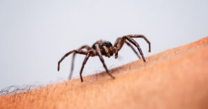 Spider crawling on arm