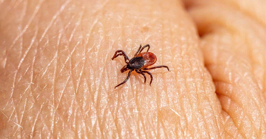 Tick on finger