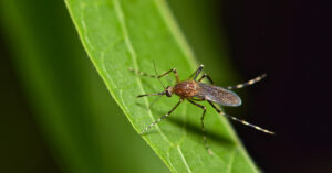 Mosquito on a leaf