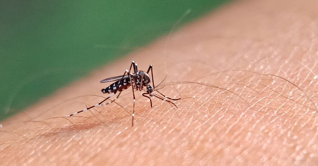 Mosquito on an arm