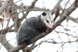 Possom in a Tree