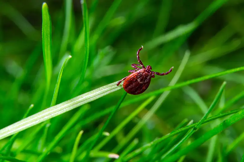 Eco-friendly tick and mosquito control solutions for safe and enjoyable outdoor living in the Hamptons.