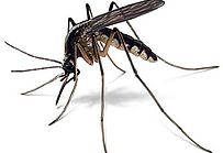 8 Tips for Preventing Mosquitos This Summer