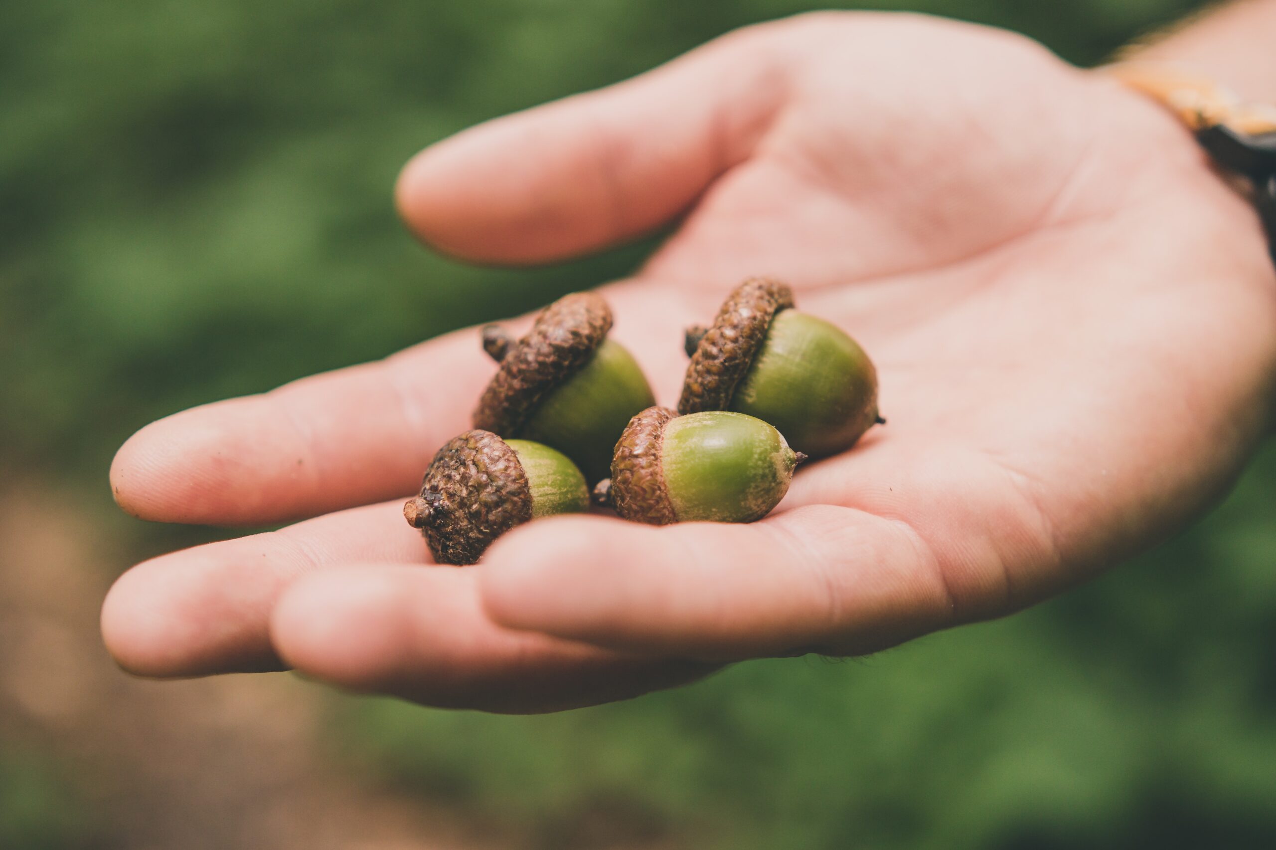 acorns