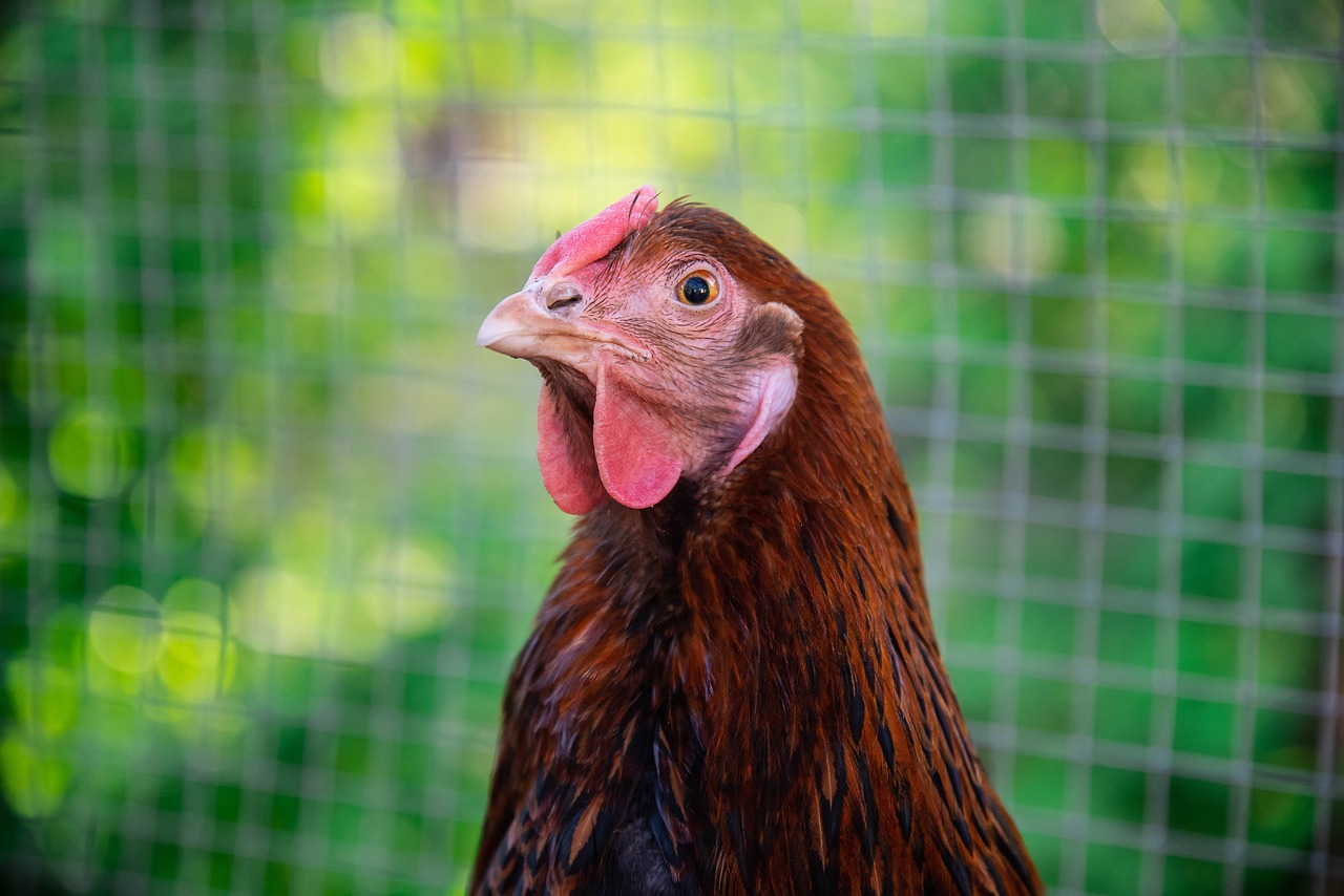 animals that eat ticks|Possom in a Tree