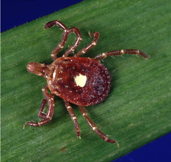 Chiggers or Ticks? Who’s Biting You?