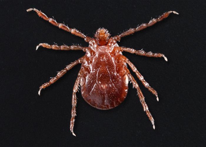 What to Know About the Asian Longhorn Tick