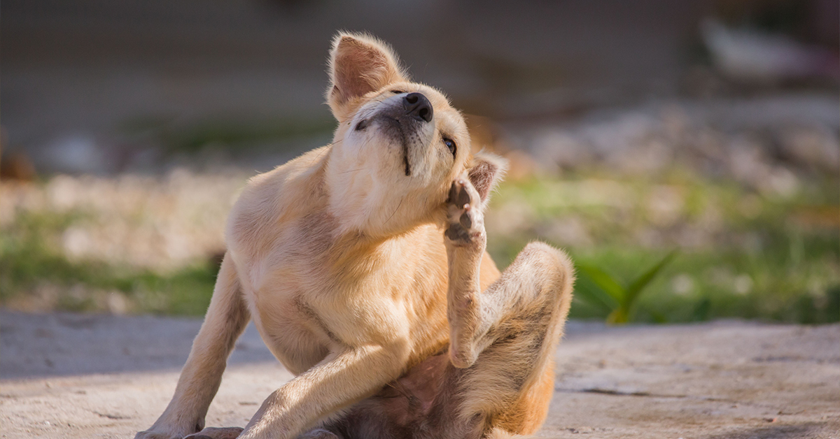 Protecting Pets From Ticks