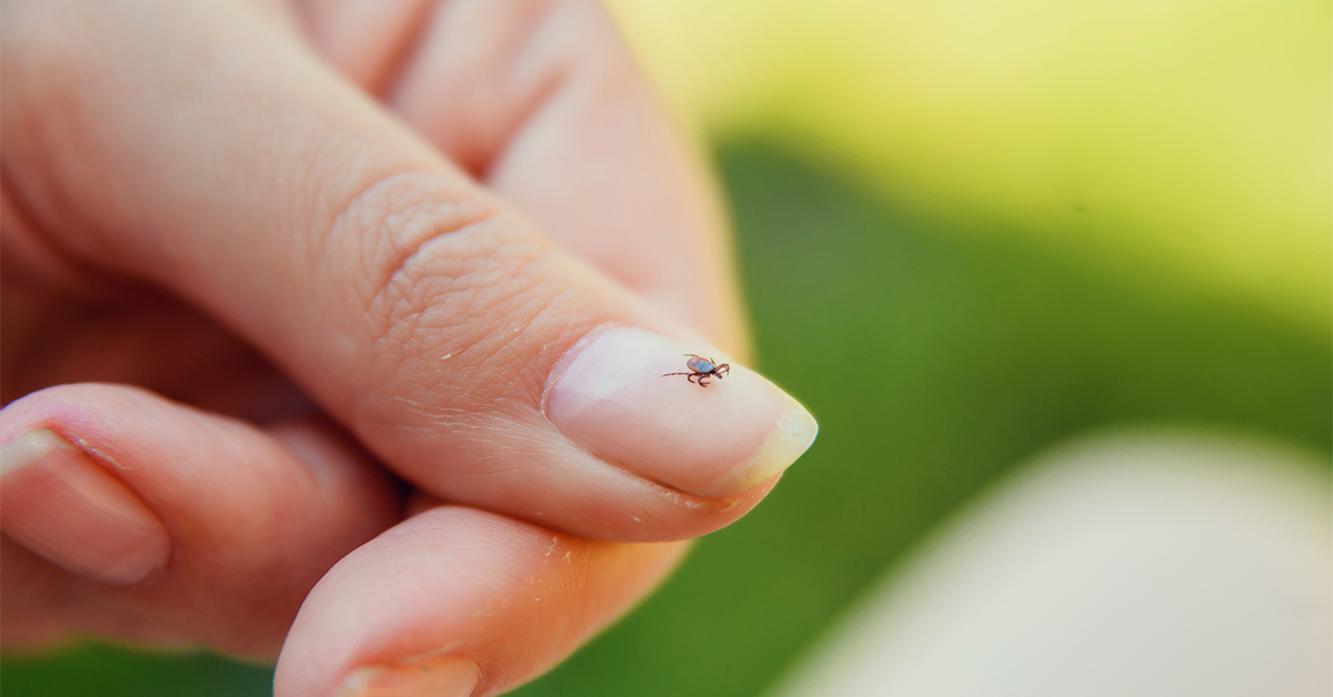 The Importance of Tick Identification