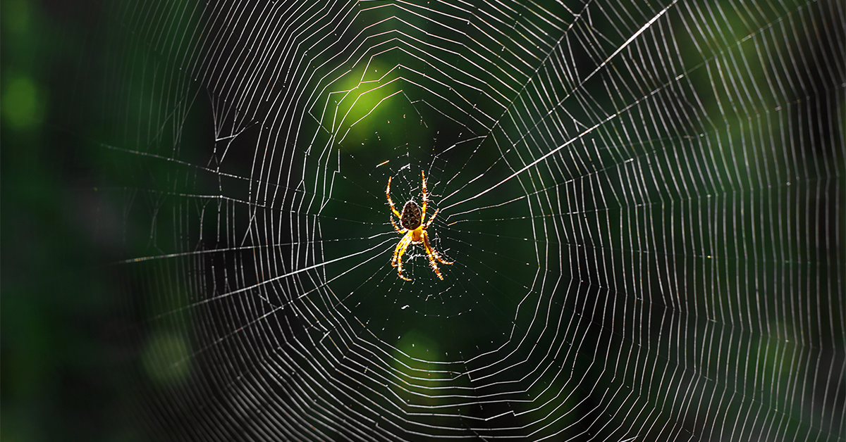 How Are Ticks Related to Spiders?