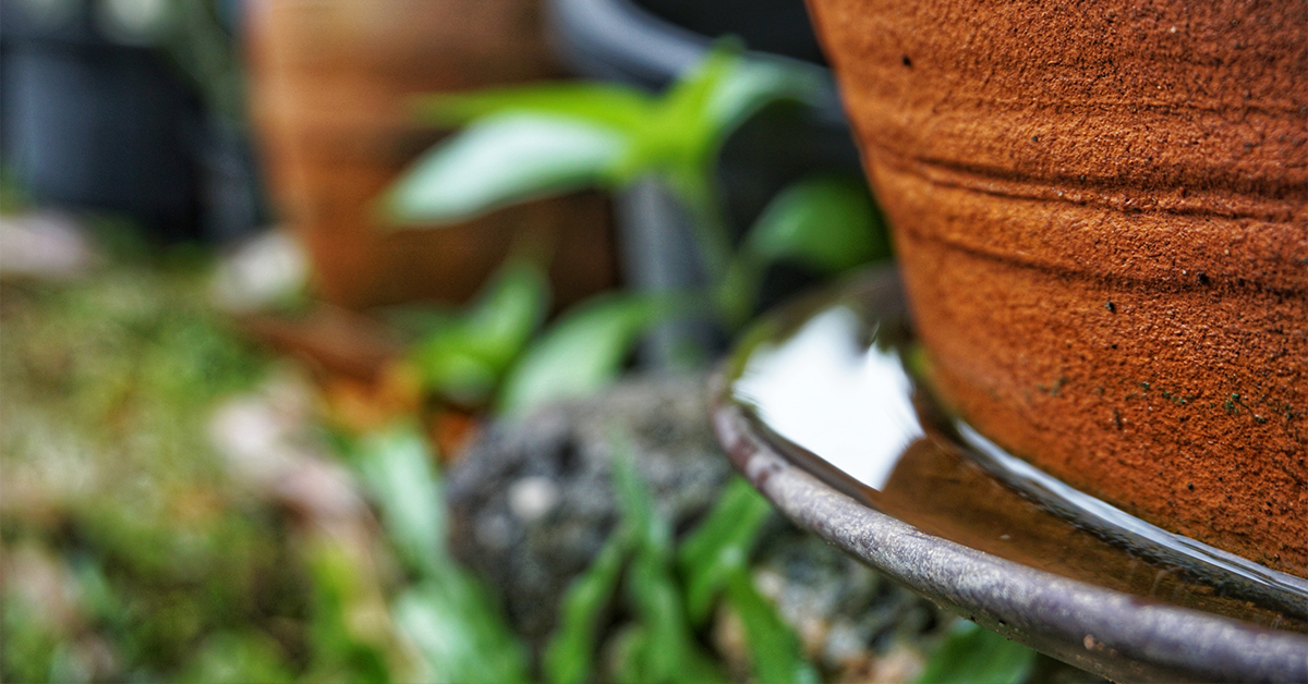 Why is Mosquito Control Important?
