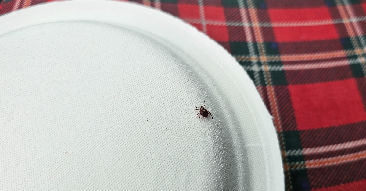 Is the Lone Star Tick Spreading?