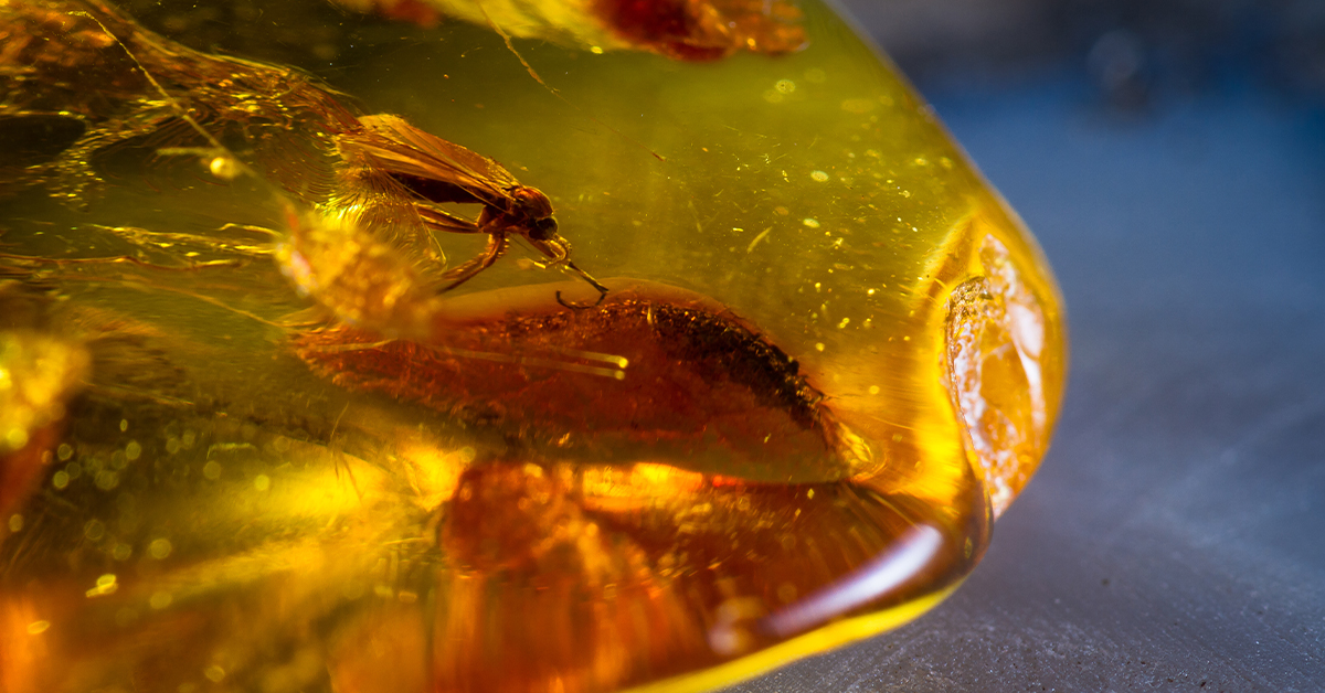 Is Jurassic Park Possible Using Mosquitos Preserved in Amber?