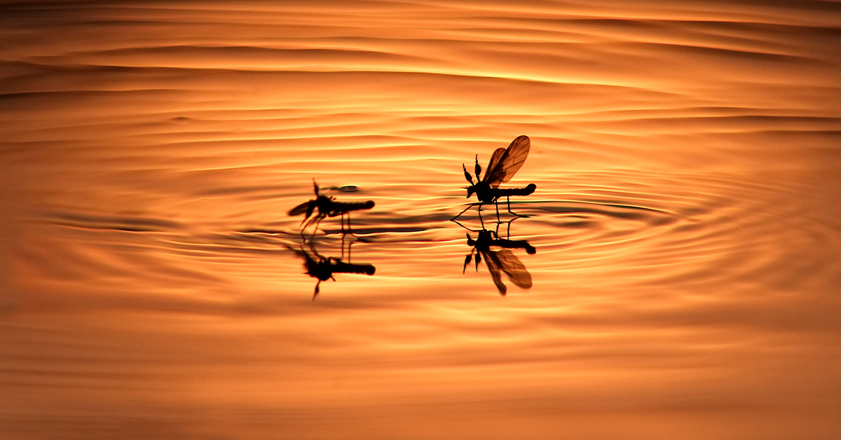 Lifecycle of Mosquito
