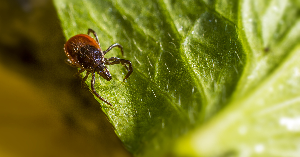 Is Lyme Disease A Man-Made Disease?