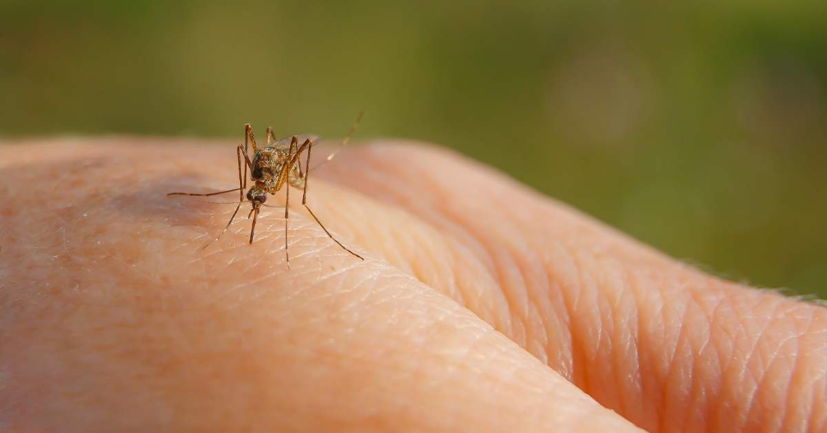 Are Mosquito Control Services Safe and Effective?
