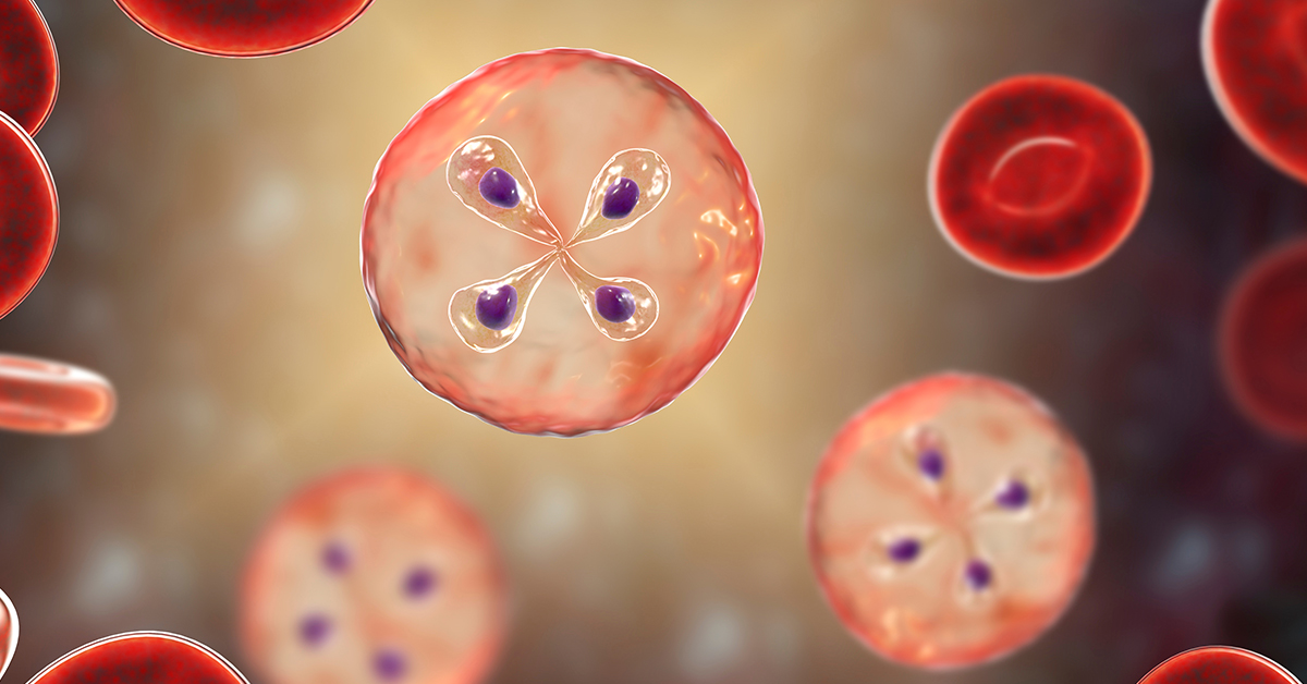 Tick-Borne Disease: Babesiosis